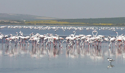 Torcal de Antequera, Málaga