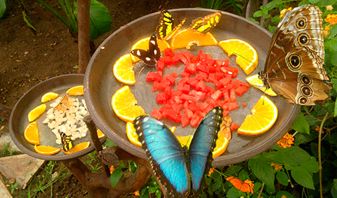 Mariposario de Benalmádena