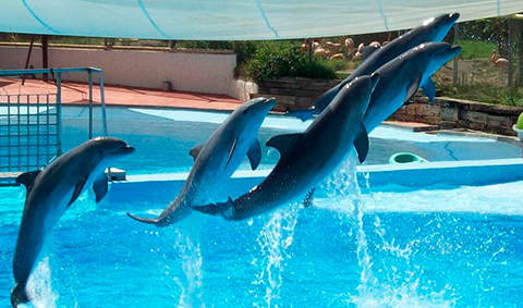 Selwo Marina Benalmádena