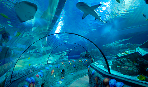 Sea Life