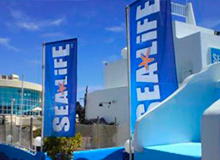 Sea Life
