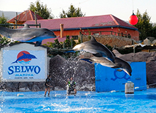 Selwo Marina