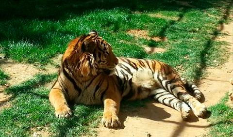 Zoo de Castellar