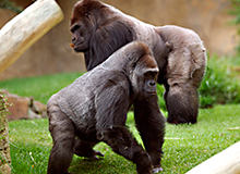 Bioparc