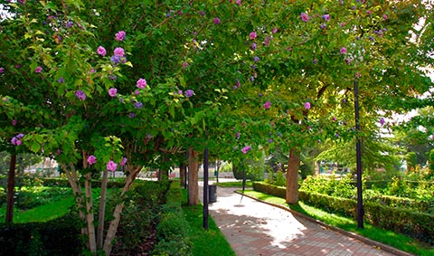 Alameda