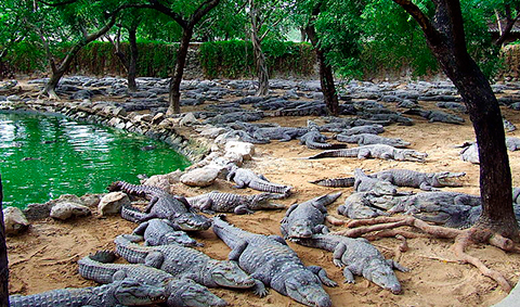 Crocodile Park