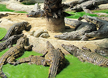 Crocodile Park